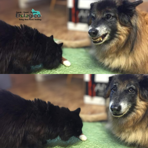 En hund visar tänderna åt en svart katt som nosar på ett tuggben som ligger på en filt mellan hunden och katten